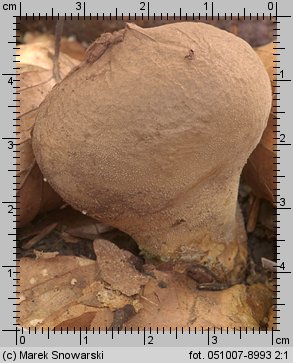 Lycoperdon (purchawka)