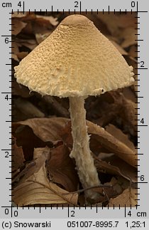 Lepiota clypeolaria (czubajeczka tarczowata)