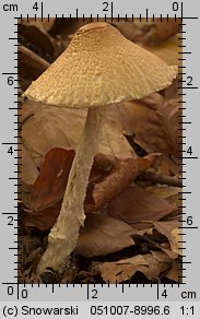 Lepiota clypeolaria (czubajeczka tarczowata)