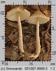 Lepiota clypeolaria (czubajeczka tarczowata)