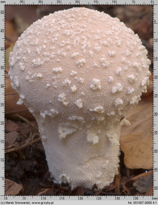 Lycoperdon mammiforme (purchawka łatkowata)