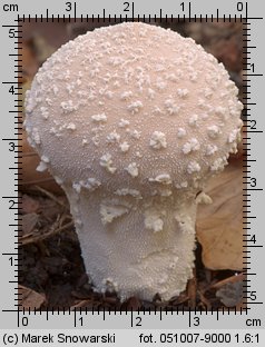 Lycoperdon mammiforme (purchawka łatkowata)