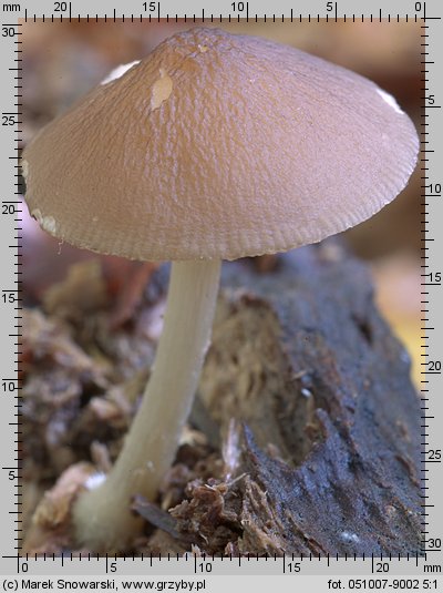 Pluteus phlebophorus (drobnołuszczak pomarszczony)