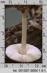 Pluteus phlebophorus (drobnołuszczak pomarszczony)