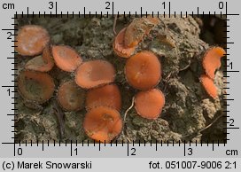 Scutellinia trechispora (włośniczka szorstkozarodnikowa)