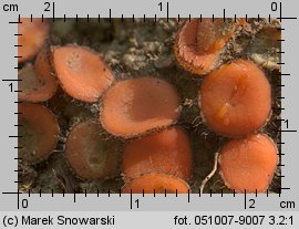 Scutellinia trechispora (włośniczka szorstkozarodnikowa)