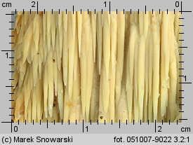 Noblesia crocea (kolcówka jabłoniowa)