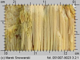 Noblesia crocea (kolcówka jabłoniowa)