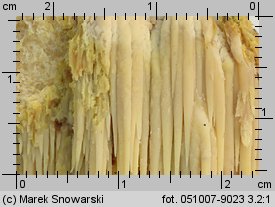 Noblesia crocea (kolcówka jabłoniowa)