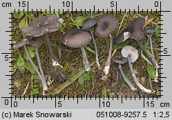 Unidentified-Entoloma