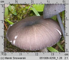 Unidentified-Entoloma