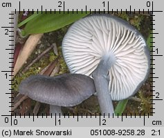 Unidentified-Entoloma