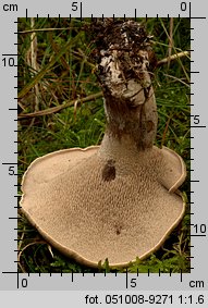 Sarcodon imbricatus (sarniak świerkowy)
