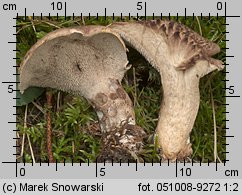 Sarcodon imbricatus (sarniak świerkowy)