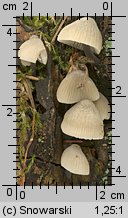 Unidentified-Mycena