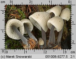 Unidentified-Mycena