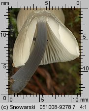 Unidentified-Mycena