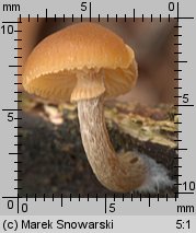 Galerina marginata (hełmówka jadowita)