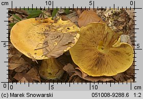 Unidentified-Cortinarius