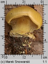 Unidentified-Cortinarius