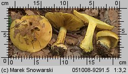 Unidentified-Cortinarius