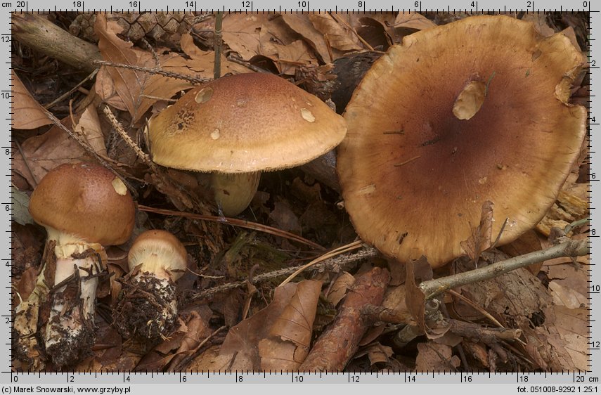 Cortinarius nanceiensis (zasłonak bananowy)