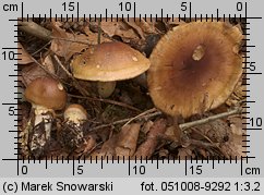 Cortinarius nanceiensis (zasłonak bananowy)