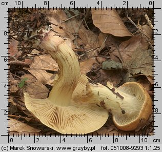 Cortinarius nanceiensis (zasłonak bananowy)