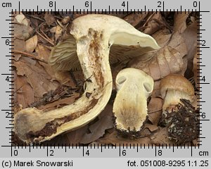 Cortinarius nanceiensis (zasłonak bananowy)