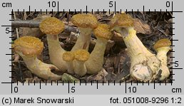 Armillaria lutea (opieńka żółtawa)