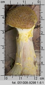 Armillaria lutea (opieńka żółtawa)