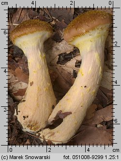 Armillaria lutea (opieńka żółtawa)