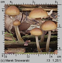 Galerina marginata (hełmówka jadowita)