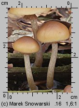 Galerina marginata (hełmówka jadowita)