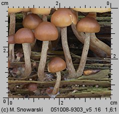 Galerina marginata (hełmówka jadowita)