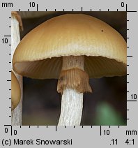 Galerina marginata (hełmówka jadowita)