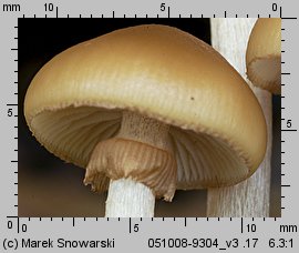 Galerina marginata (hełmówka jadowita)