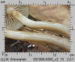 Galerina marginata (hełmówka jadowita)