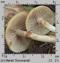 Galerina marginata (hełmówka jadowita)