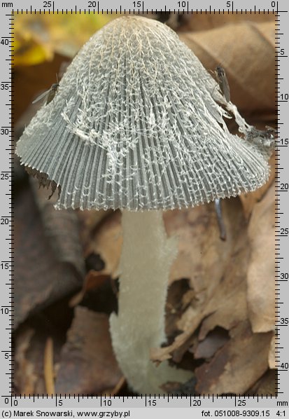 Coprinopsis lagopus (czernidłak srokaty)