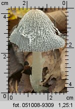 Coprinopsis lagopus (czernidłak srokaty)