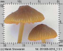 Mycena aurantiomarginata (grzybówka pomarańczowoostrzowa)