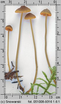 Mycena aurantiomarginata (grzybówka pomarańczowoostrzowa)