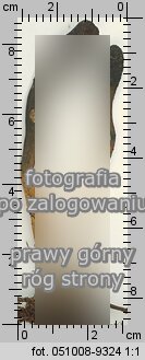 Cordyceps ophioglossoides (maczużnik nasięźrzałowy)