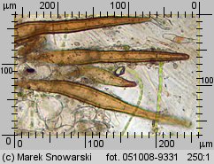 Scutellinia barlae