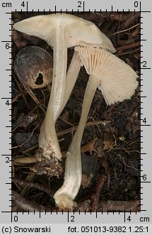 Mycena rosea (grzybówka różowa)