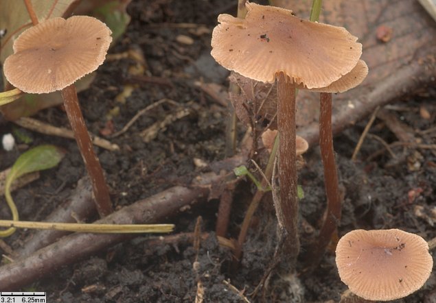 Alnicola scolecina (olszóweczka szerokoblaszkowa)