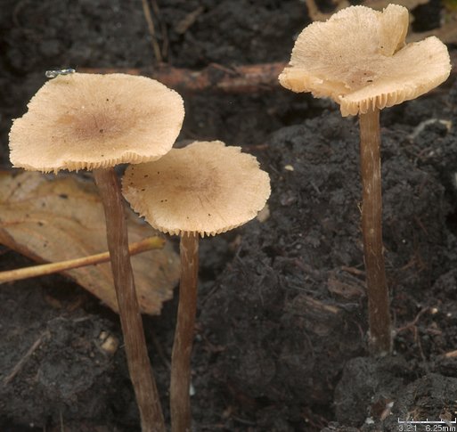 Alnicola escharoides (olszóweczka miodowożółta)