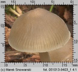 Mycena galericulata (grzybówka hełmiasta)