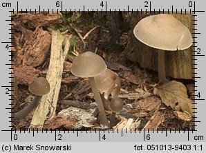 Mycena galericulata (grzybówka hełmiasta)